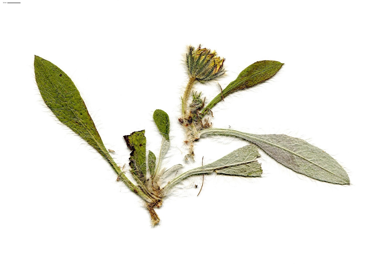Pilosella peleteriana subsp. peleteriana (Asteraceae)